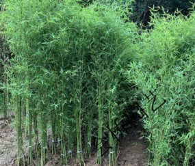 美国为什么禁止种植竹子？看后才知道，原来竹子比我们想象的可怕